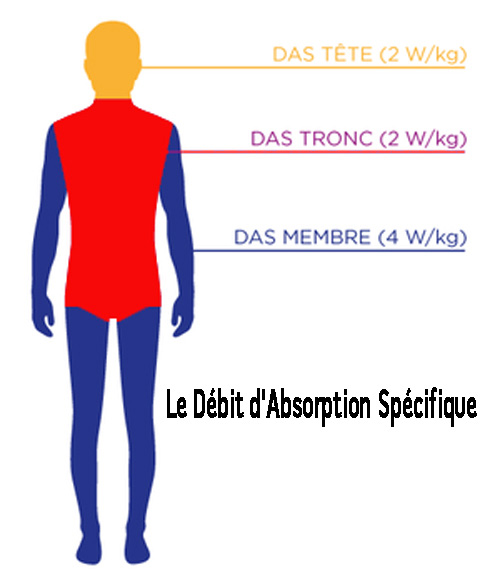 ondes électromagnétiques et la mesure du DAS