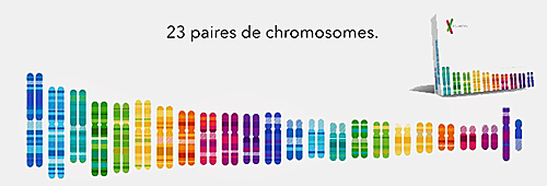 ADN et tests génétiques sont fiables